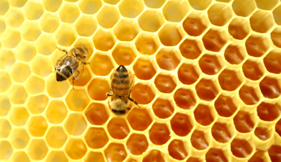 importância das abelhas 2