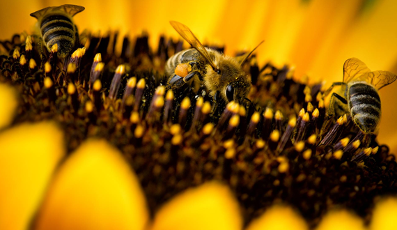 importância das abelhas 3