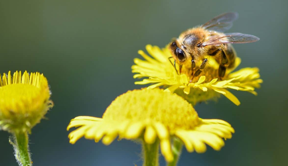 importância das abelhas 4