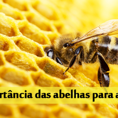 importância das abelhas