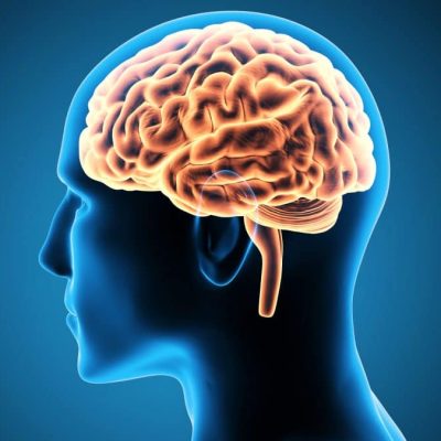 os maiores mitos sobre o cérebro